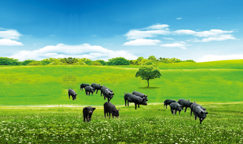 黑豬002.jpg 黑豬002.jpg